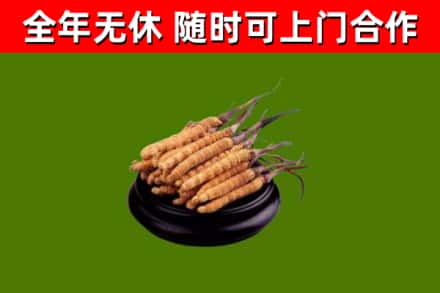 宜阳县烟酒回收冬虫夏草.jpg
