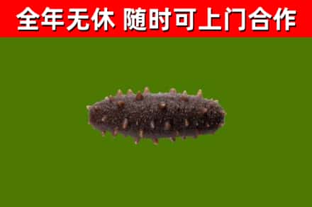 宜阳县烟酒回收干海参.jpg